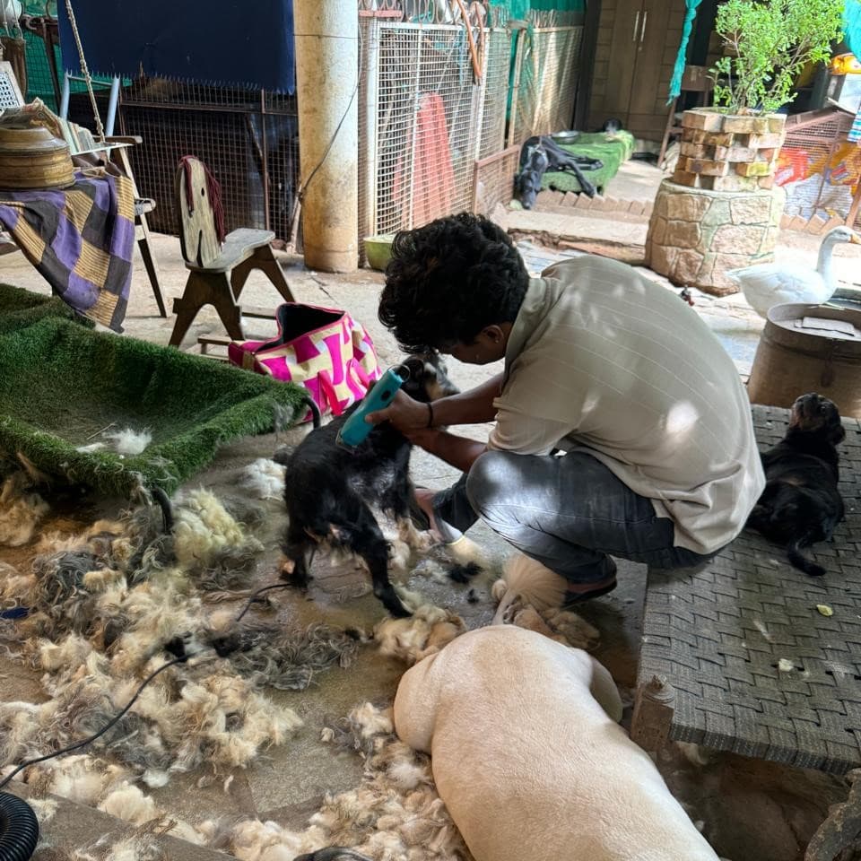 Volunteer - Old Souls Animal Orphanage