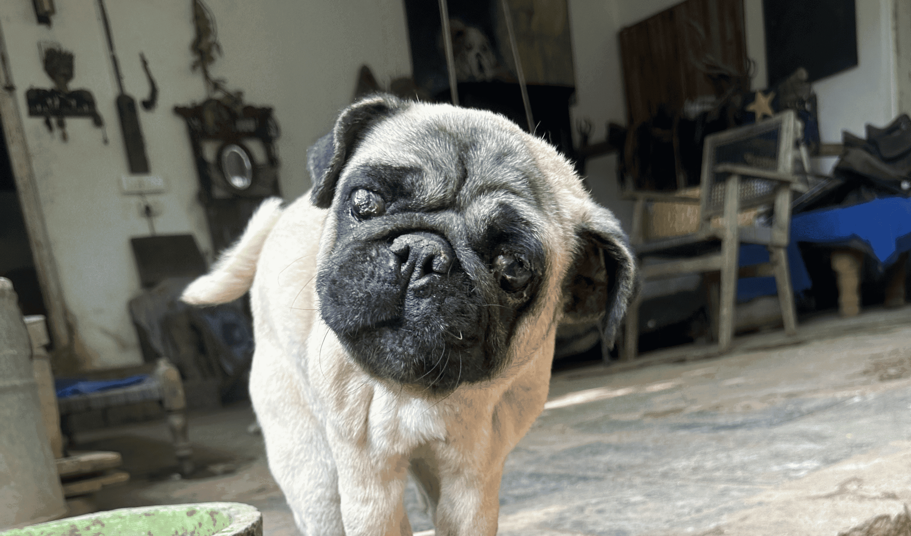 Success Stories - Old Souls Animal Orphanage