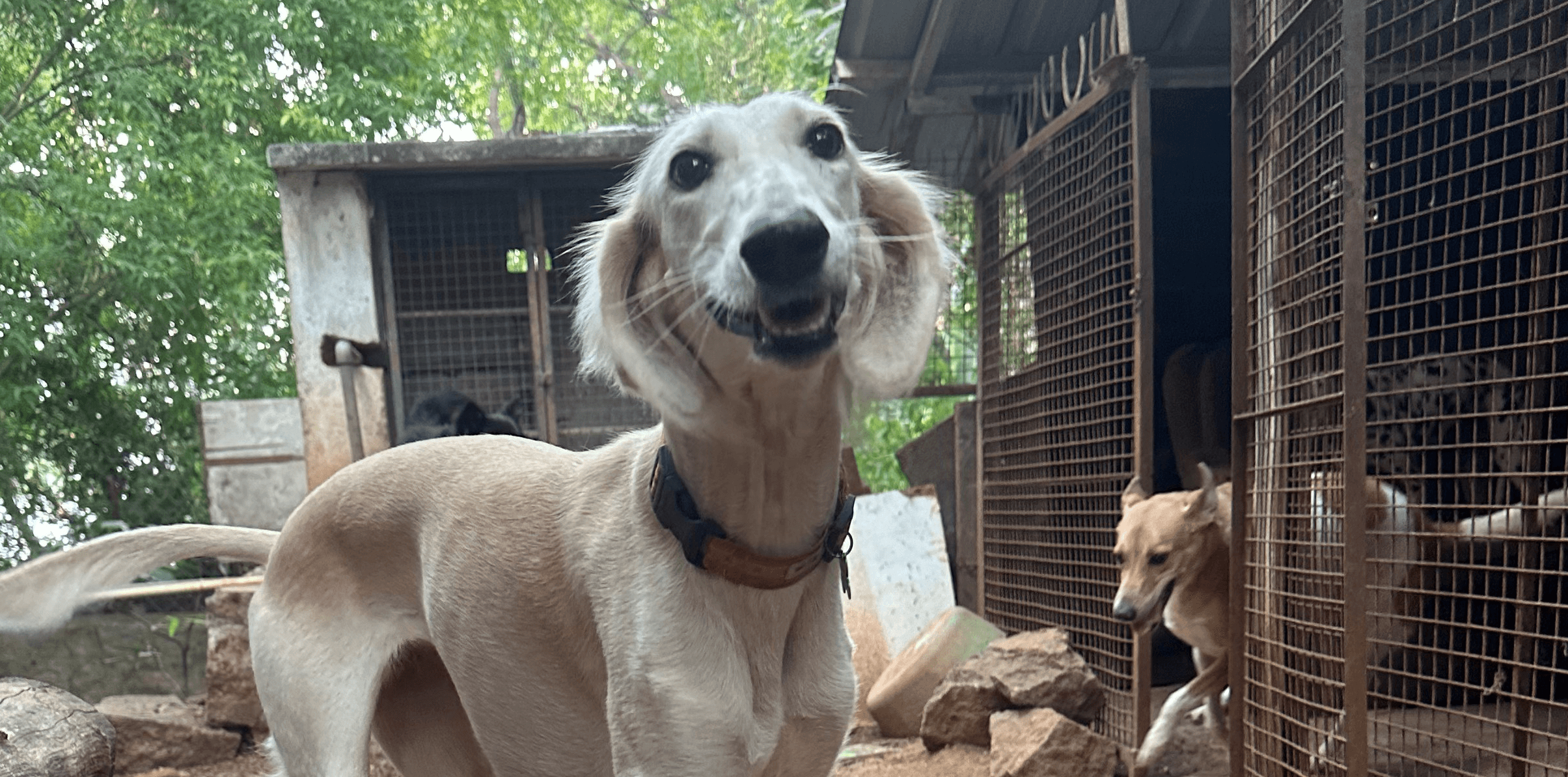 No Leash Policy - Old Souls Animal Orphanage